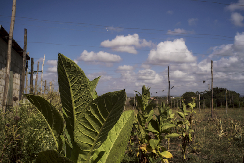 Just a few tobacco plants dot the Vegas Robaina plantation during the off-season for the crop, west of Havana in San Luis, Cuba, May 29, 2015. — Picture by Todd Heisler/The New York Times