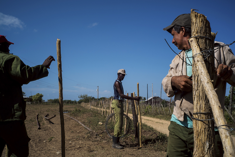 Workers repair fencing at the Vegas Robaina tobacco plantation, west of Havana in San Luis, Cuba, May 29, 2015. — Picture by Todd Heisler/The New York Times