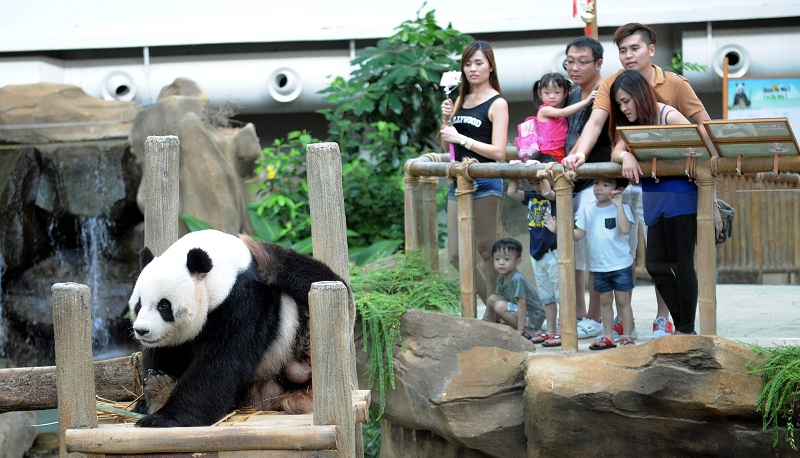 Visitors take the opportunity to capture a glimpse of the panda which was placed at a special area at the National Zoo today, in Kuala Lumpur, November 16, 2015. u00e2u20acu201d Bernama pic