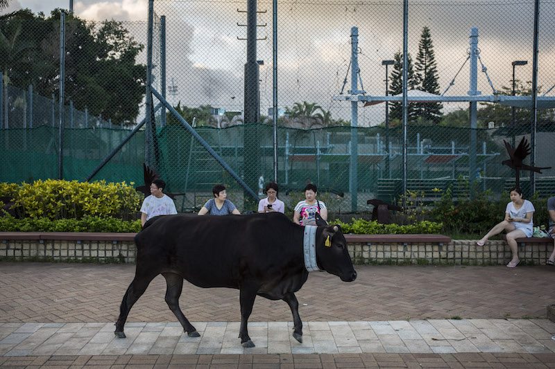 One of Hong Kongu00e2u20acu2122s feral cows ambles along a sidewalk in the cityu00e2u20acu2122s Sai Kung district, November 17, 2015. u00e2u20acu201d Picture by Lam Yik Fei/The New York Times