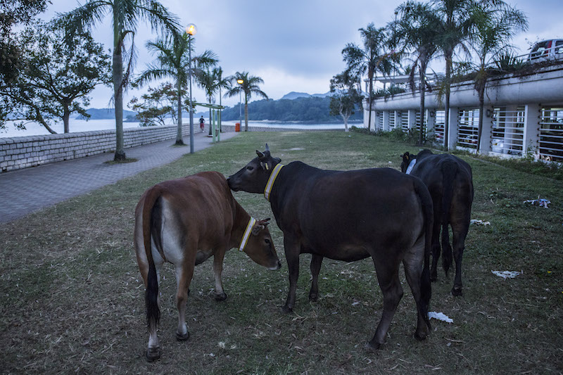 Most of Hong Kong is not an urban jungle, but rather a real one — about three-quarters of the land here is countryside, most of it protected as parkland — bristling with monkeys, pythons and boars, and a lot of feral cattle. — Picture by Lam Yik Fei/The New York Times