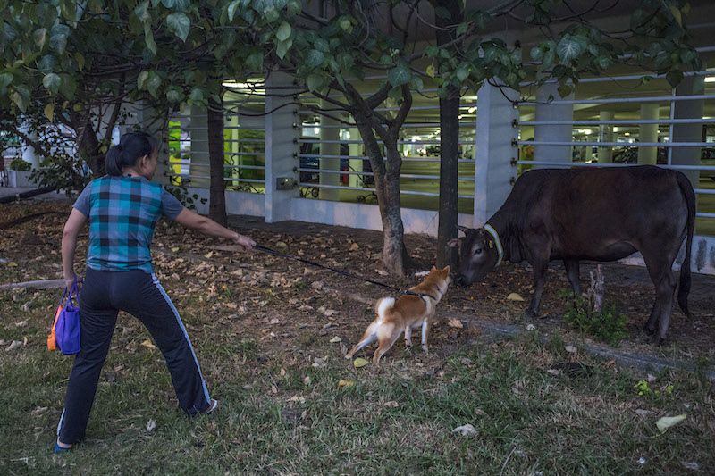 A dog out on a walk makes the acquaintance of one of Hong Kong’s feral cows in the city’s Sai Kung district, November 17, 2015. — Picture by Lam Yik Fei/The New York Times