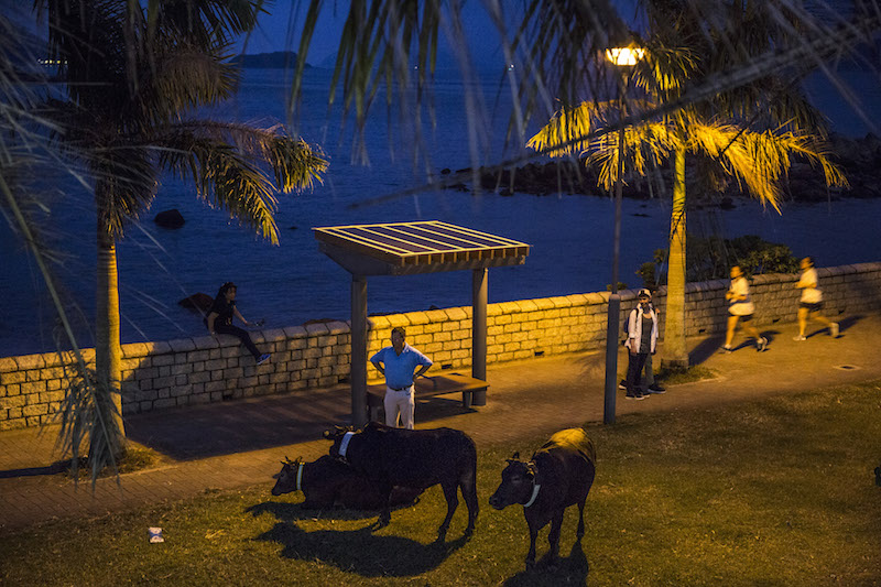 Some of Hong Kong’s feral cows congregate on a patch of grass in a public area, in the city’s Sai Kung district, November 17, 2015. — Picture by Lam Yik Fei/The New York Times