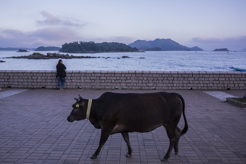 One of Hong Kong’s feral cows ambles along a wide walkway with a view of the sea, in the city’s Sai Kung district, November 17, 2015. — Picture by Lam Yik Fei/The New York Times