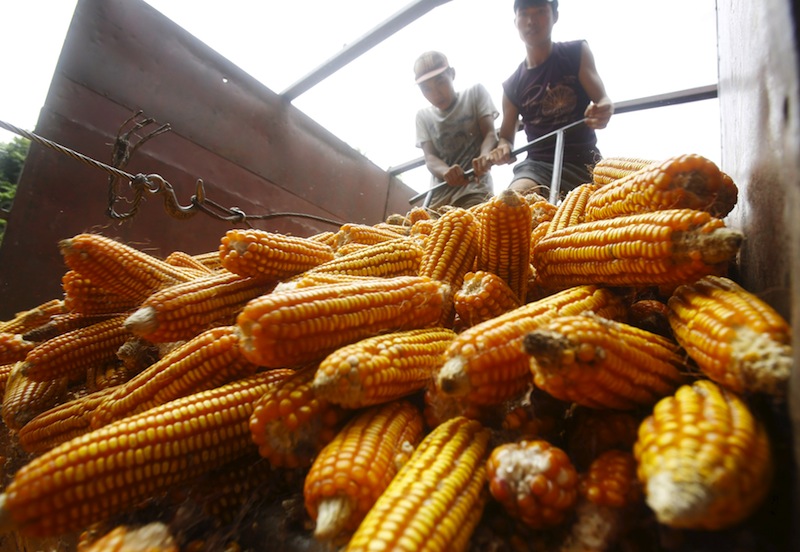 Men rake through corns at factory of a buying agent in Son La province, northwest of Hanoi, Vietnam October 13, 2015. u00e2u20acu201d Reuters pic