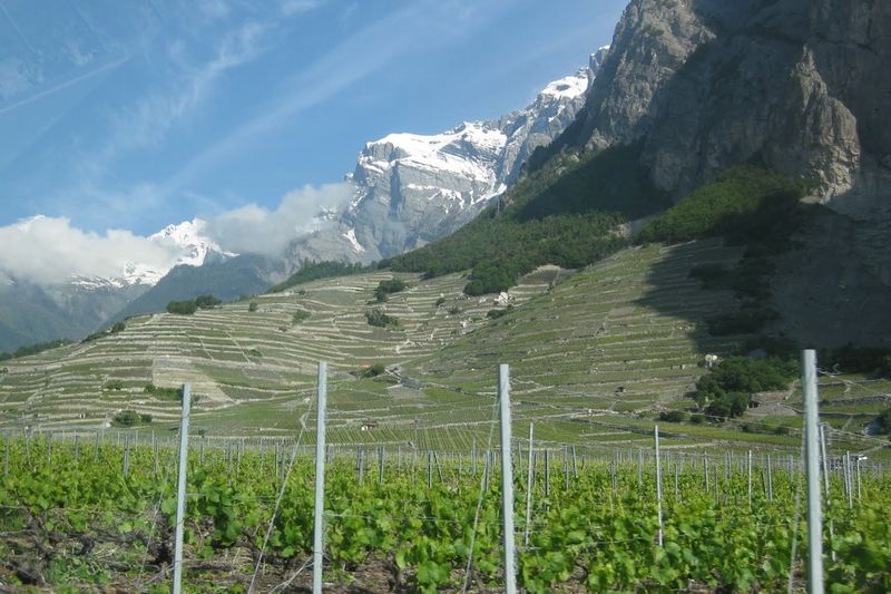 A patchwork of Swiss vineyards in the Valais, near Chamoson. u00e2u20acu201d Sue Style/Reuters pic