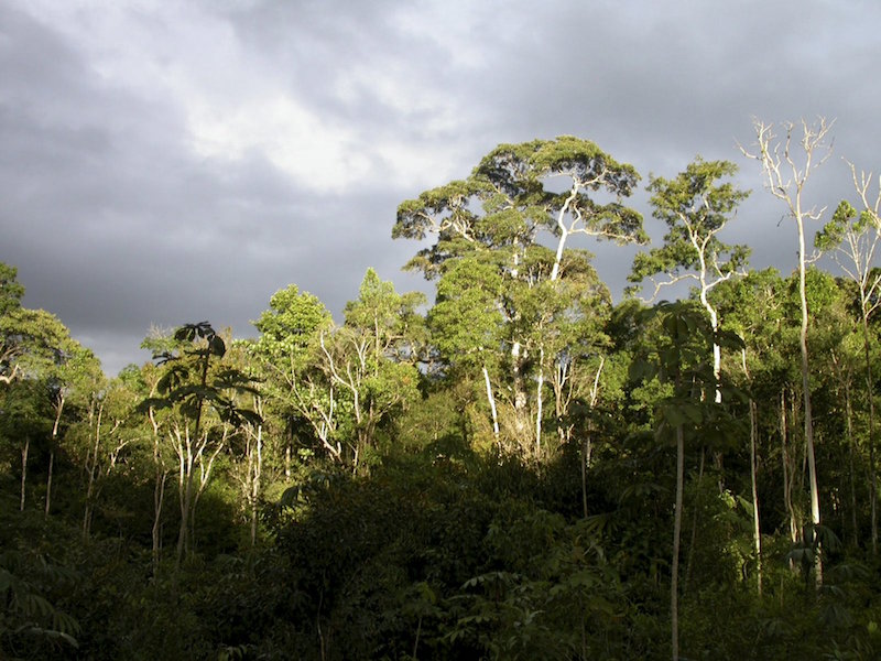 Forest on a plateau in a bauxite concession is shown at Nassau Mountains in North Suriname in this handout courtesy of Hans ter Steege taken in 2003. u00e2u20acu201d Reuters pic