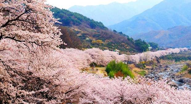 April is a popular time for many tourists keen to witness Jeju Islandu00e2u20acu2122s king cherry trees in full bloom. u00e2u20acu201d Picture courtesy of Visit Korea