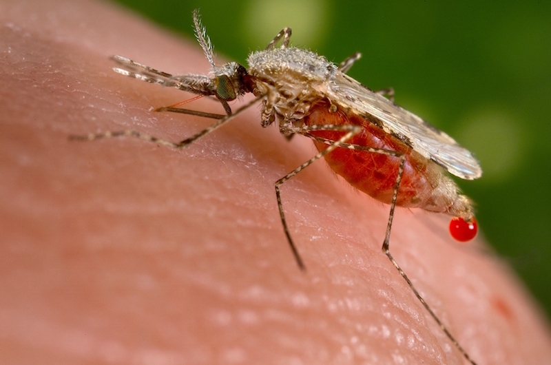 An Anopheles stephensi mosquito obtains a blood meal from a human host through its pointed proboscis in this undated handout photo obtained by Reuters November 23, 2015. u00e2u20acu201d Reuters pic