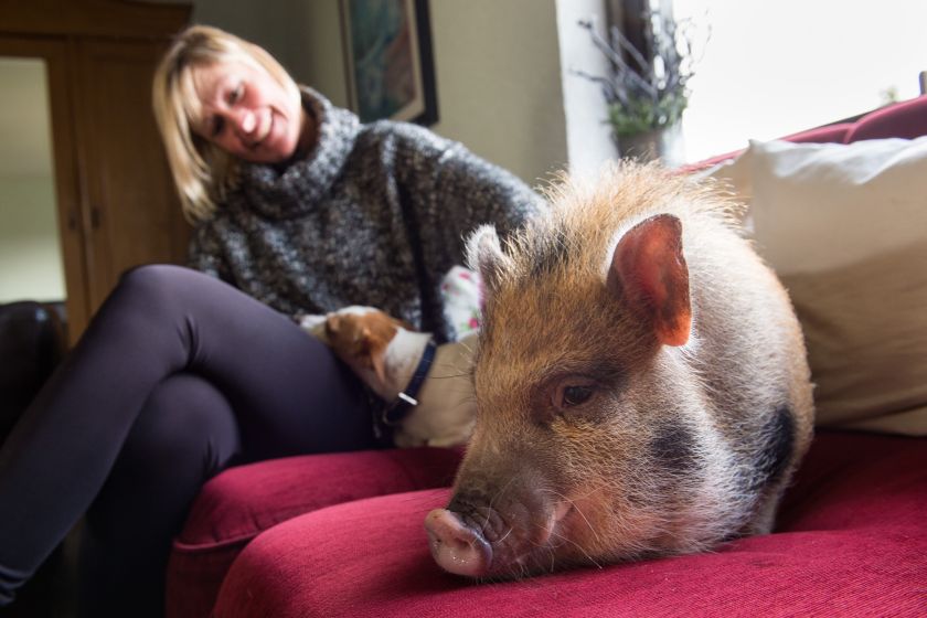 Mini-pigs have been adopted as pets in other parts of the world, but they are a new sight in Latin America and Mexico. u00e2u20acu201d AFP pic