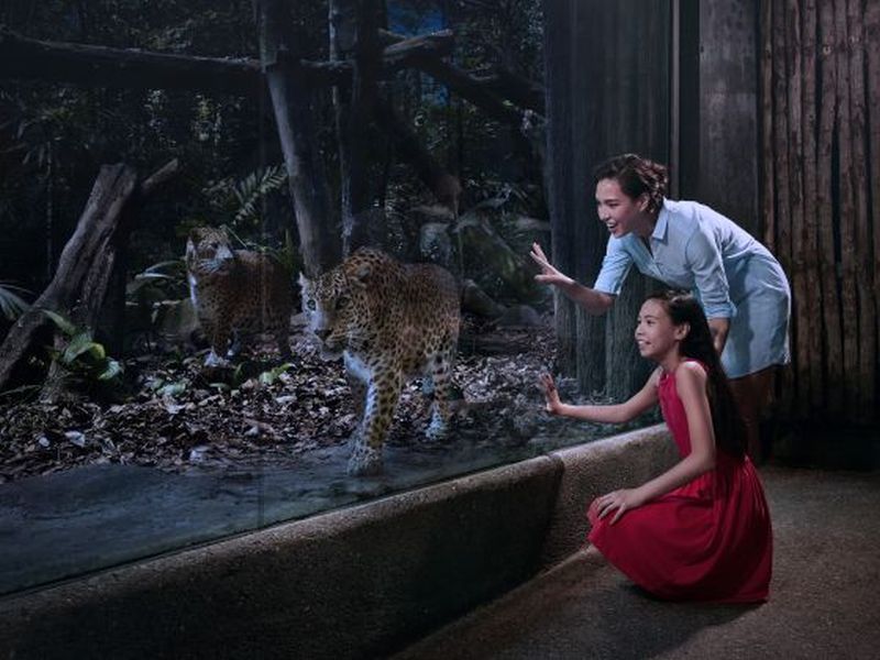 Explore the walking trails of the Night Safari: The park has created realistic habitats for big cats such as the leopard.