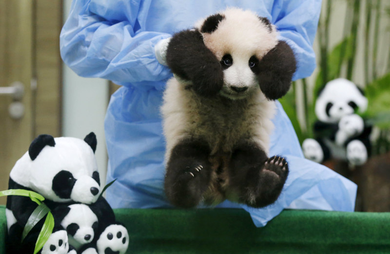A zoo employee carries a three-month old female giant panda cub, born to mother Liang Liang and father Xing Xing, on display to the public for the first time at Zoo Negara in Kuala Lumpur, November 17, 2015. u00e2u20acu201d Reuters pic