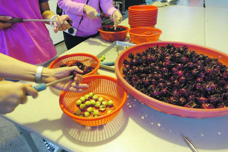 Fairy Story Village Organic Leisure Farm: Removing roselle seeds. — TODAY pic