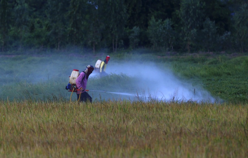 Farmers spray pesticide over their rice field in Nakhonsawan province, north of Bangkok, Thailand, November 13, 2015. u00e2u20acu201d Reuters pic