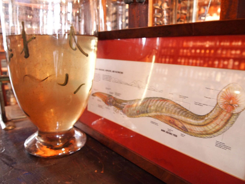 One creepy exhibit no longer on view is the museum’s jar of live leeches. — Handout via Reuters