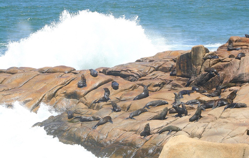 Toxic algae blooms commonly occur in the spring and fall off California. u00e2u20acu201d AFP-Relaxnews