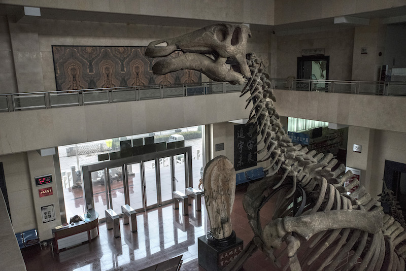 A dinosaur skeleton at the entrance of the Tianyu Museum of Nature in Pingyi, China, November 24, 2015. u00e2u20acu201d Picture by Gilles Sabrie/The New York Times
