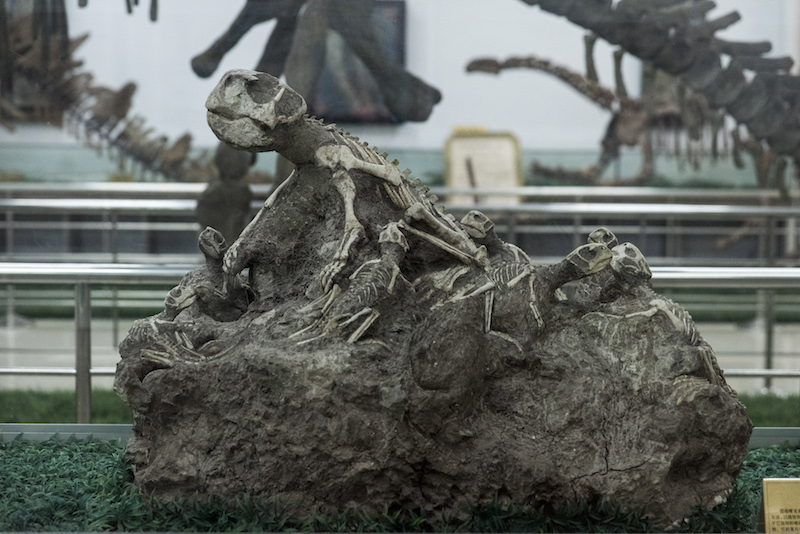 A 100-million-year-old fossil of a Psittacosaurus with its offspring on display at the Tianyu Museum of Nature in Pingyi, China, November 24, 2015. — Picture by Gilles Sabrie/The New York Times