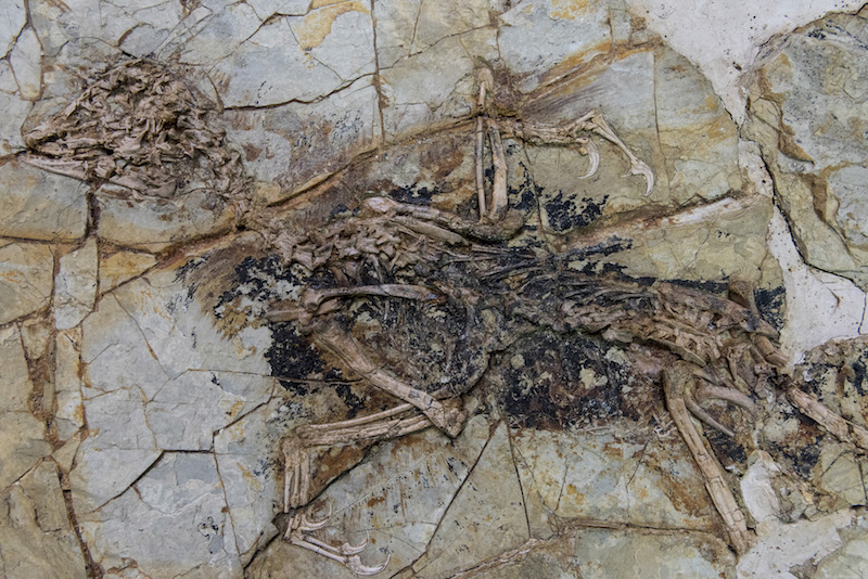 A fossilised Xiaotingia zhengi, a feathered dinosaur named after Zheng Xiaoting, the founder of the Tianyu Museum, on display at the museum in Pingyi, China, November 24, 2015. — Picture by Gilles Sabrie/The New York Times