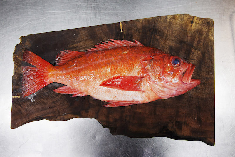 A vermillion rockfish at Providence, where the chef Michael Cimarusti improvises with seafood he receives from the Dock to Dish programme, in Los Angeles November 11, 2015. u00e2u20acu201d Picture by Emily Berl/The New York Times