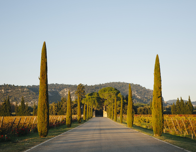 A vineyard as seen in Vincent van Goghu00e2u20acu2122s u00e2u20acu02dcVignes Rougesu00e2u20acu2122 landscape, with tall cypress trees near Saint-Remy-de-Provence, November 6, 2015. u00e2u20acu201d Picture by Alex Cretey-Systermans/The New York Times