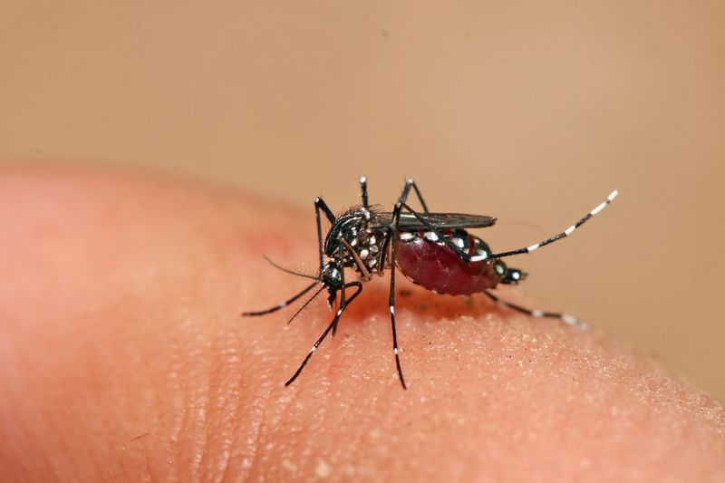 The aedes mosquito, carrier of dengue fever. u00e2u20acu201d Picture courtesy of PlaTCOM Ventures.