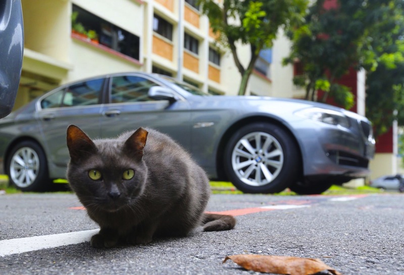 Over the past three months, there have been 17 cases of cat abuse in Yishun. u00e2u20acu201d TODAY pic