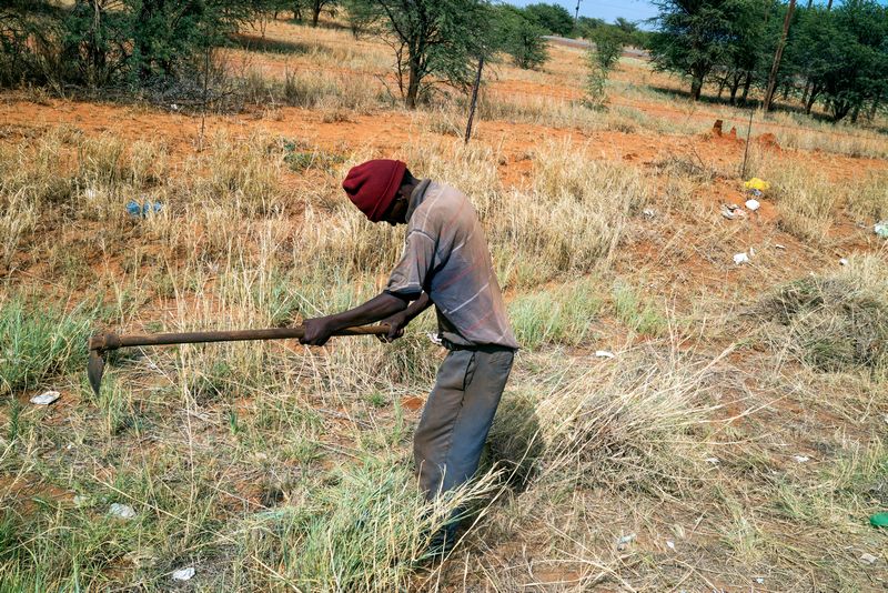 A farm worker cuts roadside grass to be used as cattle feed in Setlagole, South Africa, December 8, 2015. u00e2u20acu201d Picture by Joao Silva/New York Times