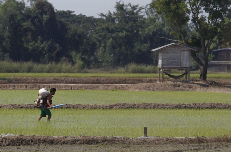 A farmer sprays pesticide over his rice field in Nakhonsawan province, north of Bangkok, December 16, 2015. u00e2u20acu201d Reuters pic