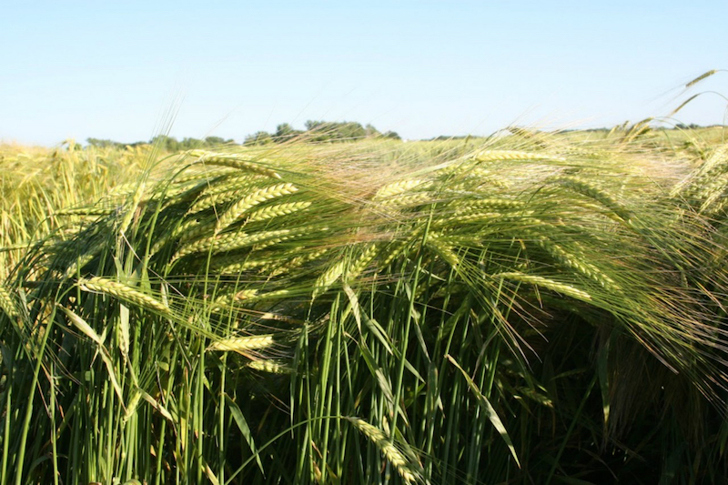 Two-row barley is the choice of most craft brewers. u00e2u20acu201d Picture by Bob Johnson via Reuters