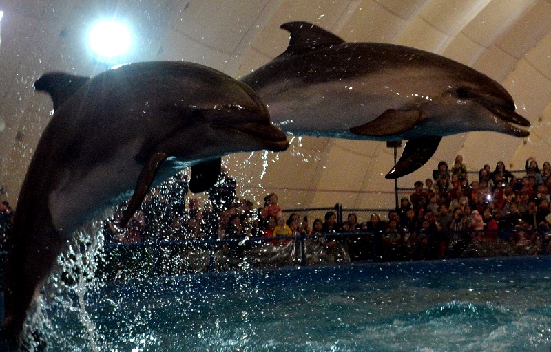 A picture taken on December 30, 2015 shows dolphins as they take part in a performance of the Russia-based Moscow Dolphinarium in Bishkek. u00e2u20acu201d AFP pic