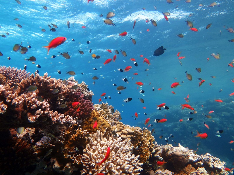 Fish swim in the waters of the Egyptian resort of Sharm el-Sheikh on November 8, 2015. u00e2u20acu201d AFP pic