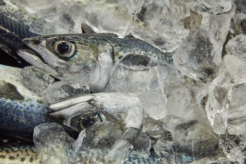 Mackerel ready for auction at the fish market in Kanazawa, Japan. — Picture by Andy Haslam/The New York Times