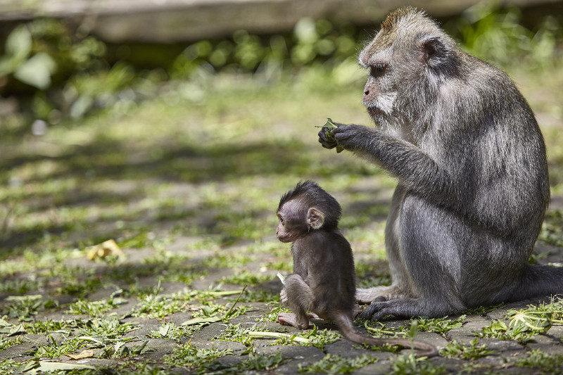 Macaques in the Sacred Monkey Forest near Ubud, on the Indonesian island of Bali, August 10, 2015. u00e2u20acu201d Picture by Andy Haslam/The New York Times