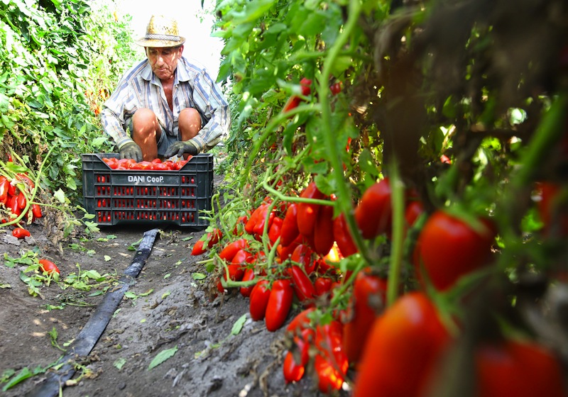 Harvesting the ancient tomatoes of Naples, San Marzano, Campania. u00e2u20acu201d Reuters pic