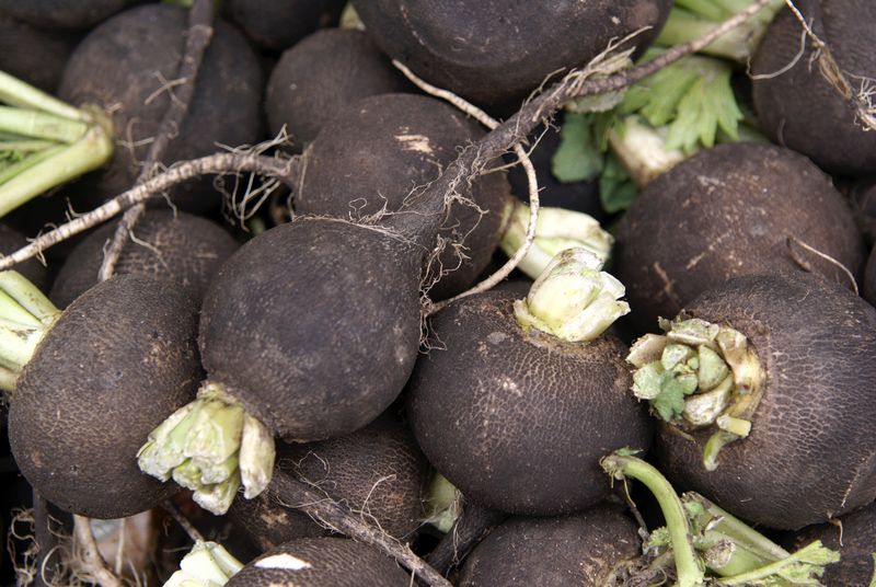 Black radishes u00e2u20acu201d Picture courtesy of Ralf Siemieniec Thinkstock