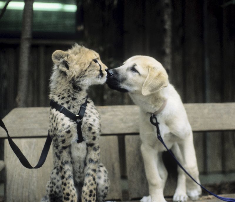 Sarah the cheetah is seen as a young cub with her puppy companion named Alexa in this undated handout photo courtesy of the Cincinnati Zoo in Cincinnati, Ohio. u00e2u20acu201d Reuters pic