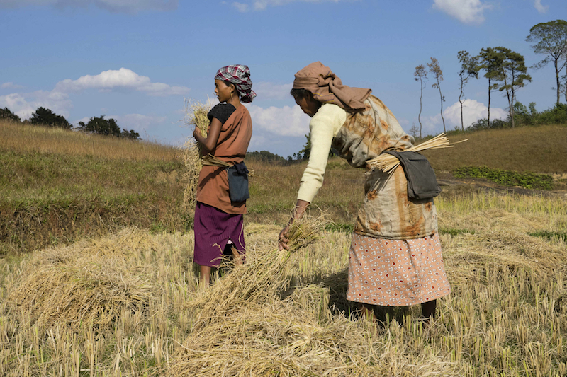 Women bundle freshly cut rice for threshing in Mosakhia. — Picture by Carla Capalbo/Zester Daily via Reuters