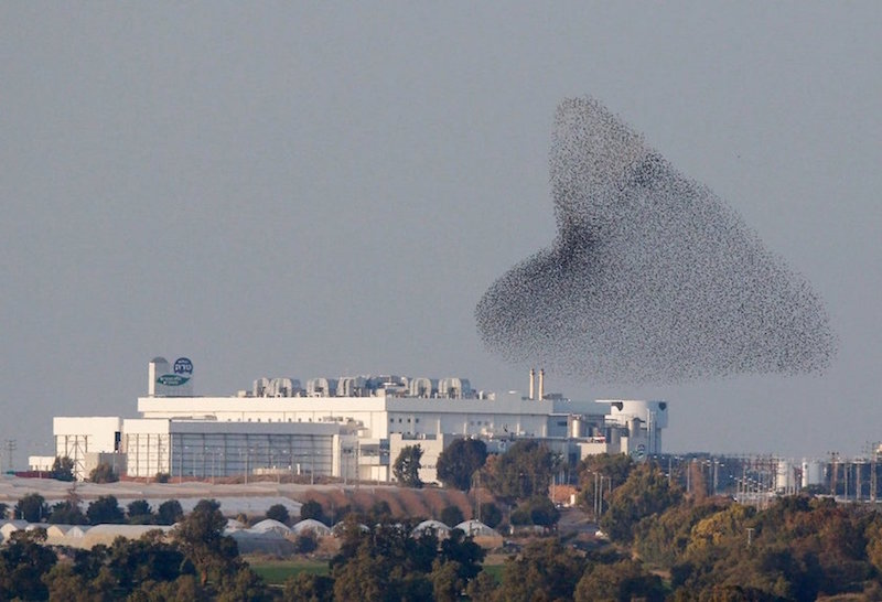 Breathtaking murmurations of migrating starlings in Israel | Malay Mail