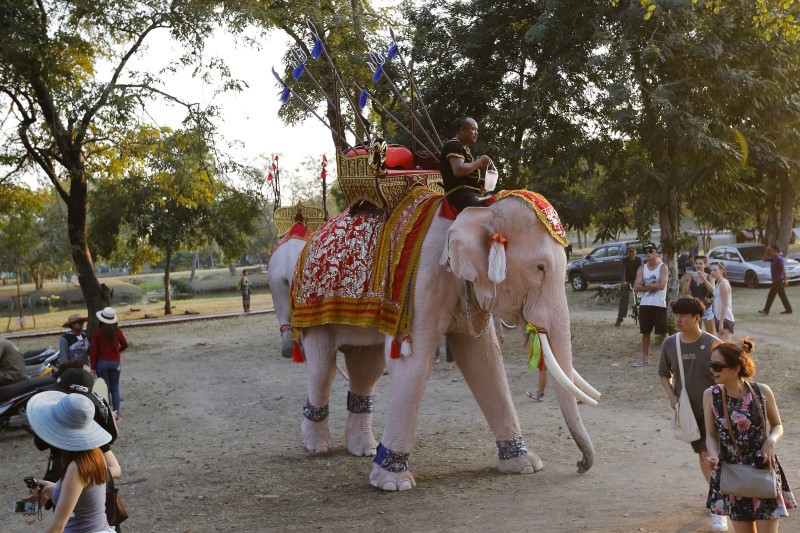 Tourists walk past an elephant at the ruins of the ancient capital of Ayutthaya, Thailand, February 16, 2015. u00e2u20acu201d Reuters pic