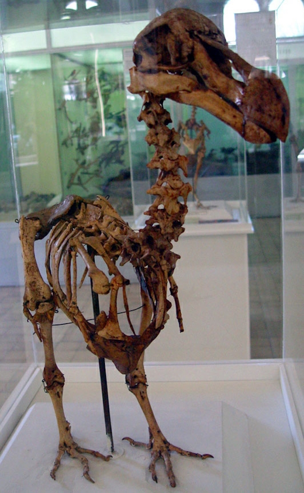 A skeleton of a Mauritius Dodo bird, which was found by E. Thirioux, in a cave at the foot of Le Pouce Mountain at Pailles, in 1900, stands at an exhibition in the Mauritius Institute Museum in Port Louis in this December 27, 2005 file photo. u00e2u20acu201d Handout 