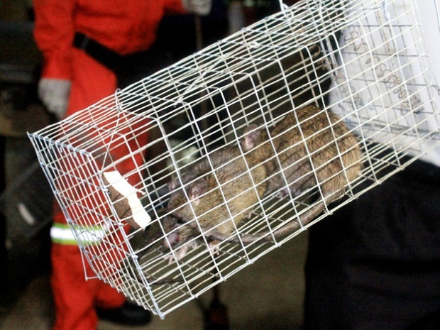 DBKL officers show the rats caught during a pest control operation at the Pudu wet market in Kuala Lumpur on June 21, 2015. u00e2u20acu201d Bernama pic