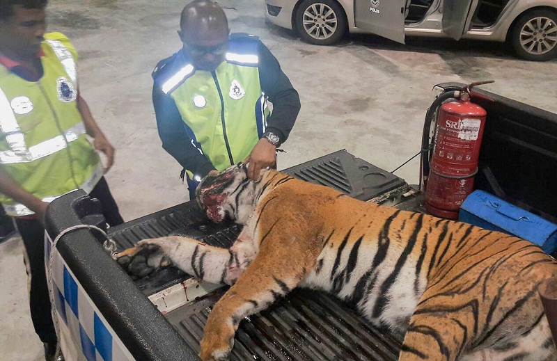 Last year, a Malayan tiger was hit by an MPV as it crossed the East Coast Expressway 2 at around 1 am, prompting renewed calls for motorists to slow when using highways at vulnerable areas at night. — Bernama pic