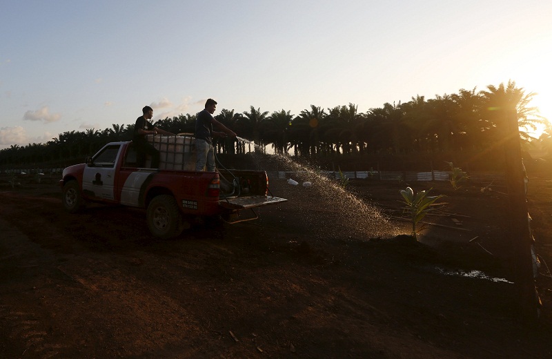 Agricultural workers water crops at a farm in Kuantan on February 16, 2016. u00e2u20acu201d Reuters pic