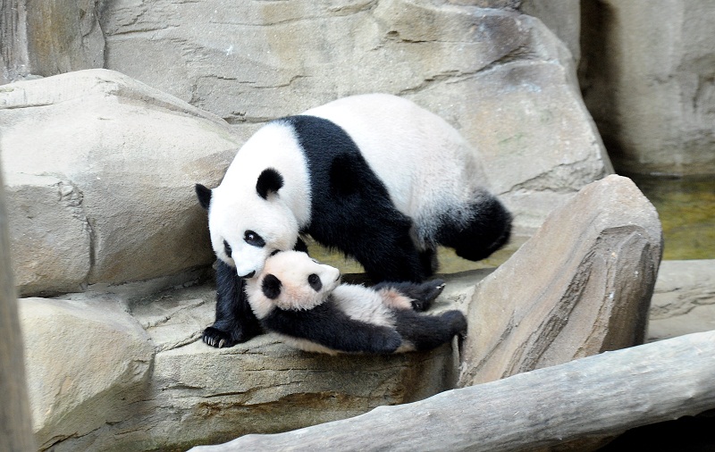 Female Panda Liang Liang is seen lifting her baby up at the Panda Conservation Centre at the National Zoo in Kuala Lumpur on February 24, 2016. u00e2u20acu201d Bernama pic