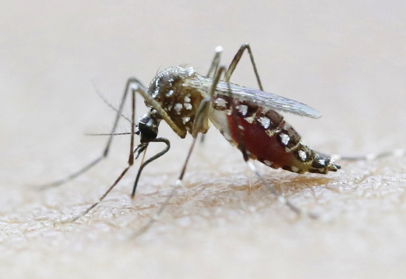 An Aedes Aegypti mosquito seen on a human hand in a lab of the International Training and Medical Research Training Center (CIDEIM) in Cali, Colombia February 2, 2016. u00e2u20acu201d Reuters pic