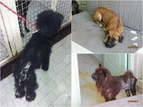 Three dogs u00e2u20acu2022 a poodle, chow chow and bullmastiff u00e2u20acu2022 were found abandoned in the Paya Lebar house. u00e2u20acu2022 TODAY pic