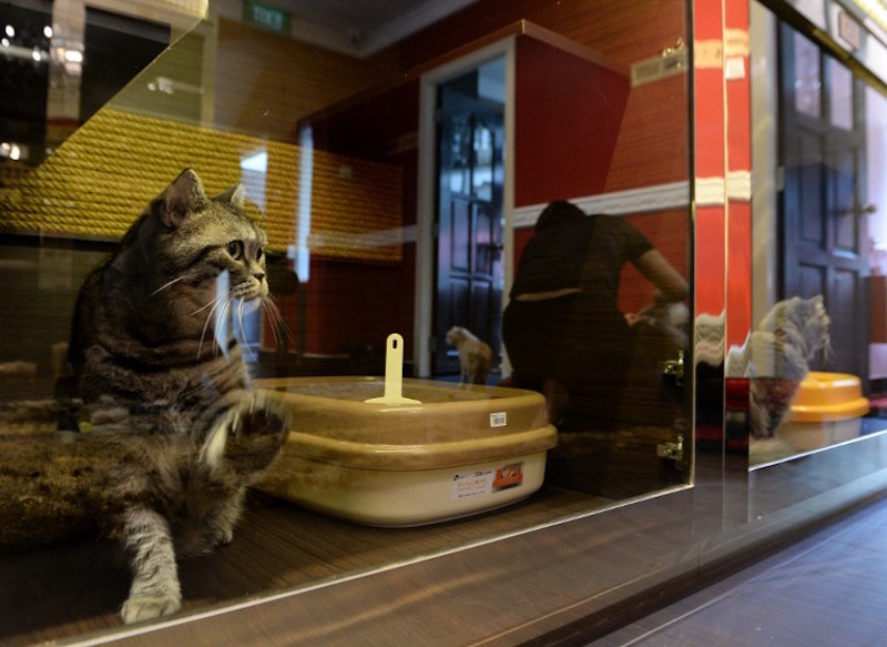 A pet cat sits in its Purrfection Suite at the Wagington luxury pet hotel in Singapore February 24, 2016. u00e2u20acu201d AFP pic