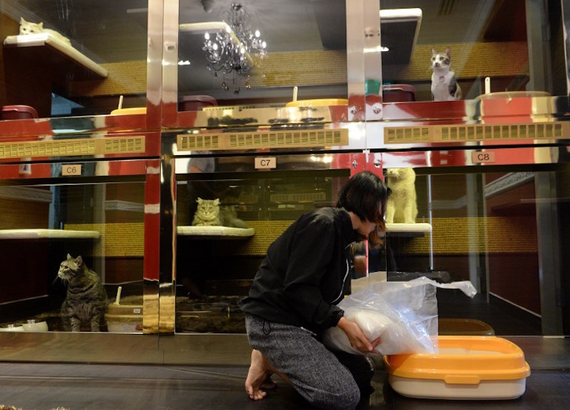 A staff places sand in a litter tray for a pet cat in the Purrfection Suite at the Wagington luxury pet hotel in Singapore February 24, 2016. — AFP pic