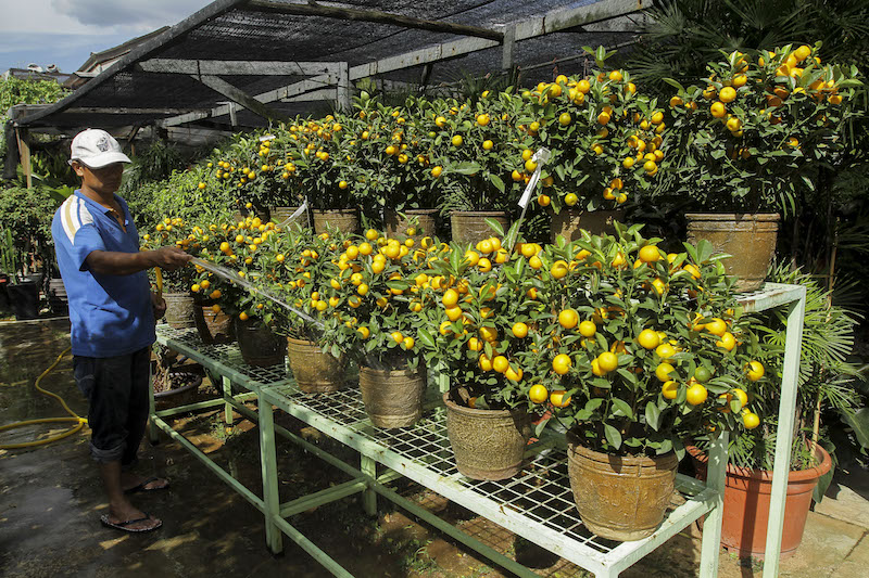 A worker waters kumquat trees for sale at a shop in Kuala Lumpur February 1, 2016, ahead of Chinese New Year celebrations next week. u00e2u20acu201d Picture by Yusof Mat Isa